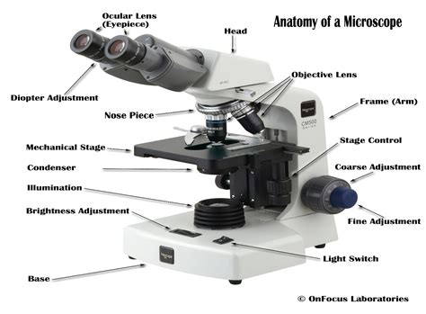 microscope mmoga|Anatomy of the Microscope .